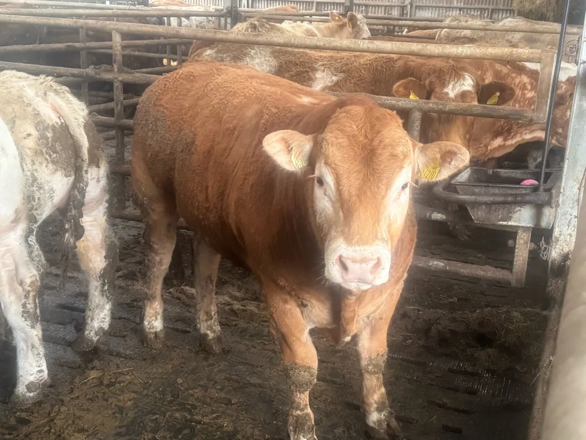 Pedigree Limousin Bull - Image 4