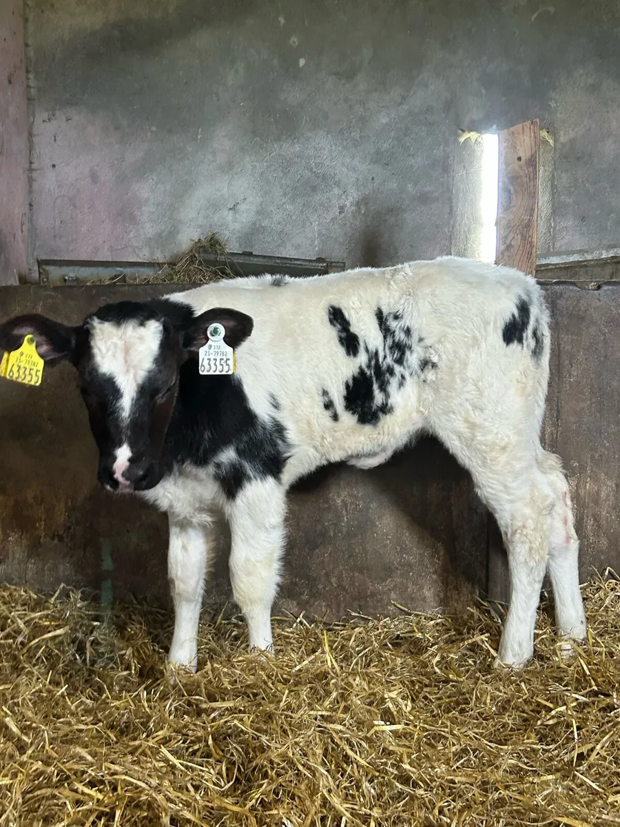 Belgium Blue Heifer - Image 2