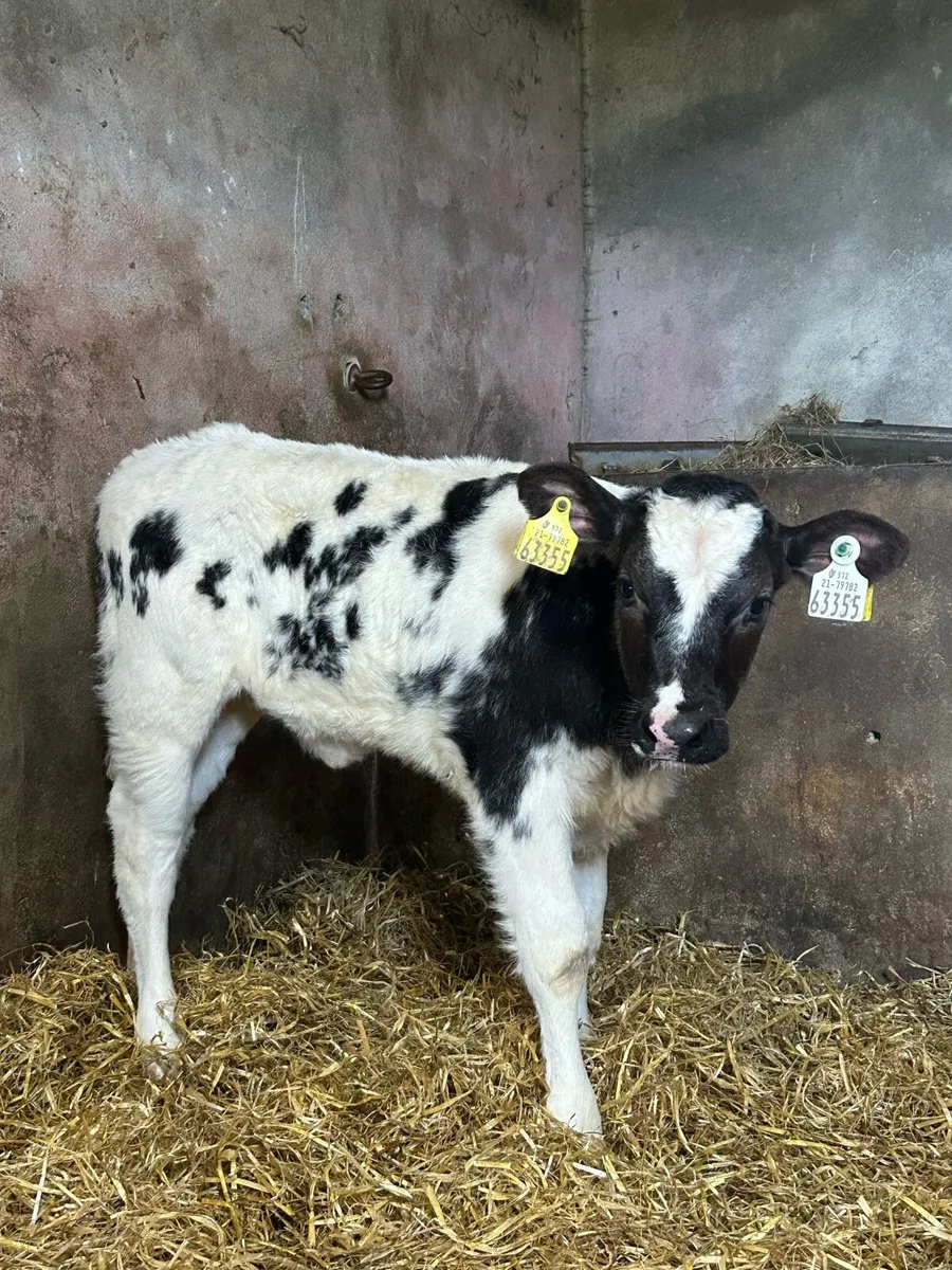 Belgium Blue Heifer - Image 1