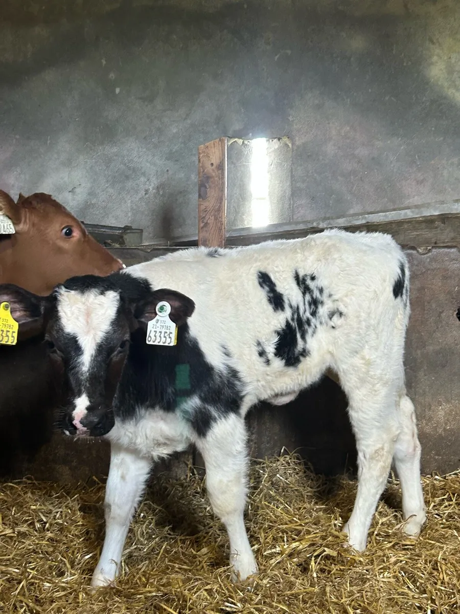 Belgium Blue Heifer - Image 3