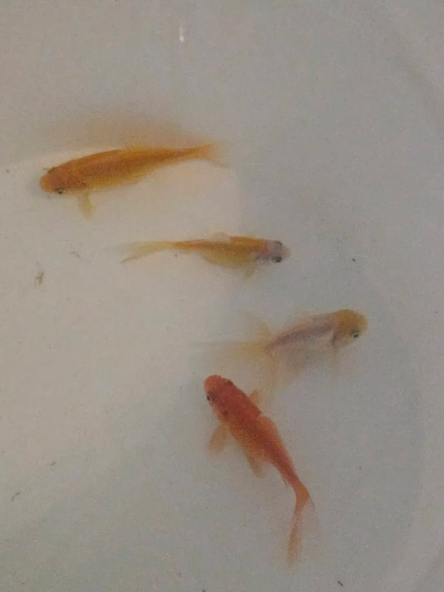 4 Goldfish for sale - Image 1
