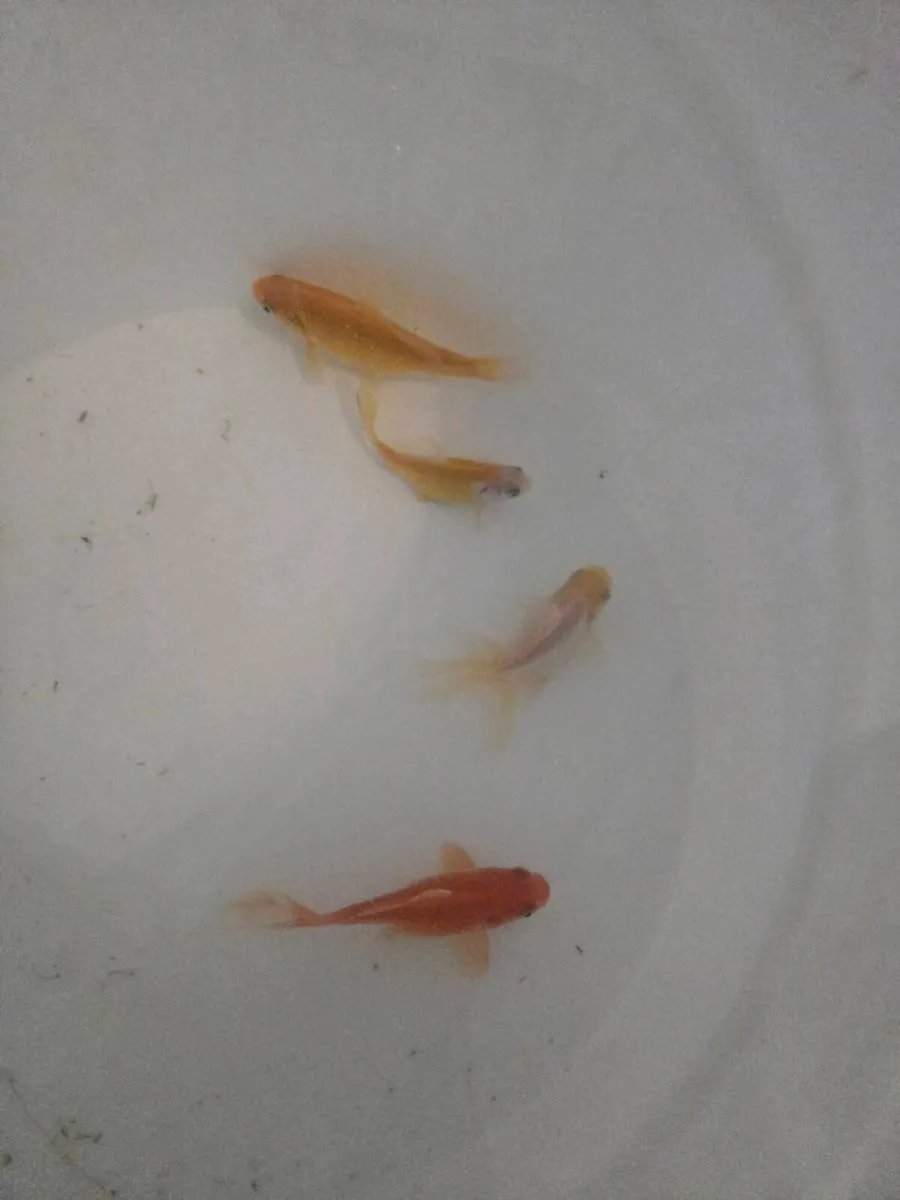 4 Goldfish for sale - Image 2