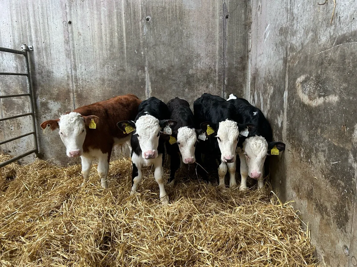 5 Top Quality Bull Calves - Image 1
