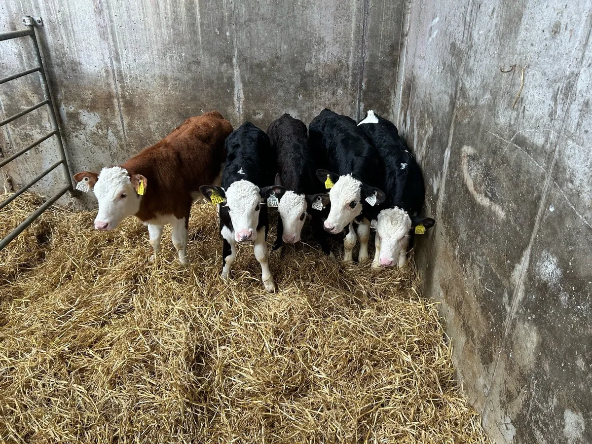 5 Top Quality Bull Calves - Image 4