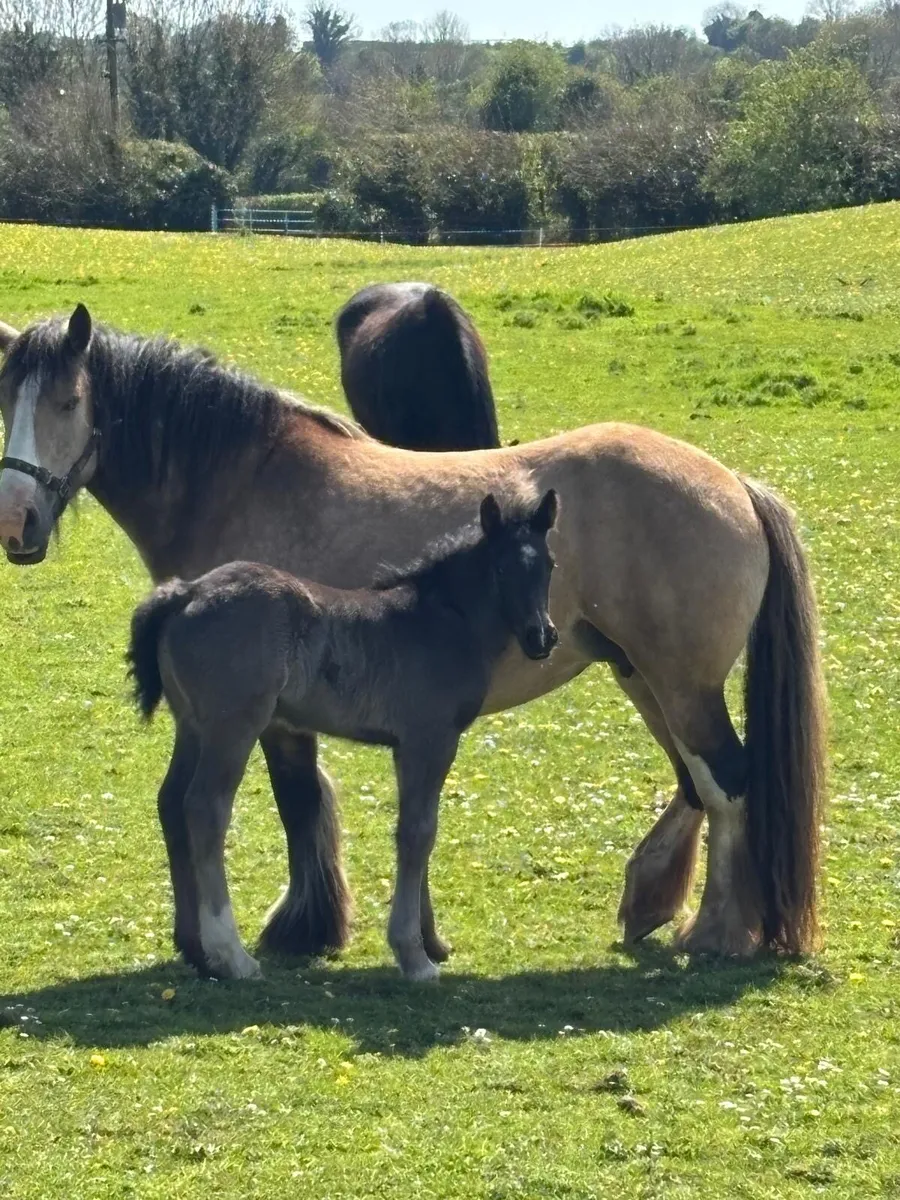 Elegant Cob mare and foal *must be sold together - Image 2