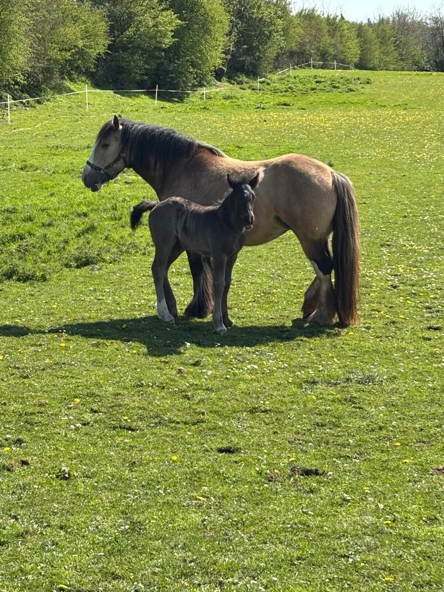 Elegant Cob mare and foal *must be sold together - Image 3