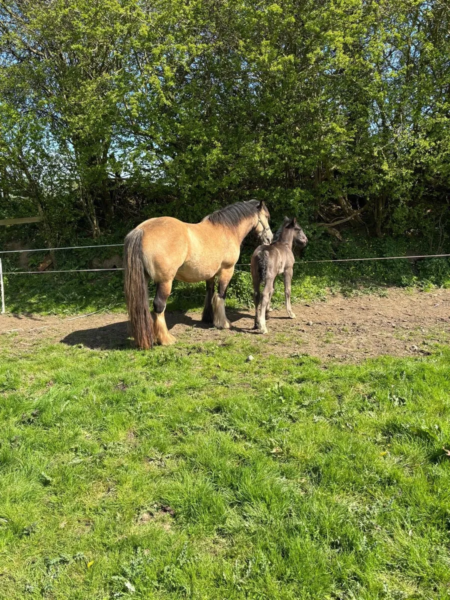 Elegant Cob mare and foal *must be sold together - Image 4