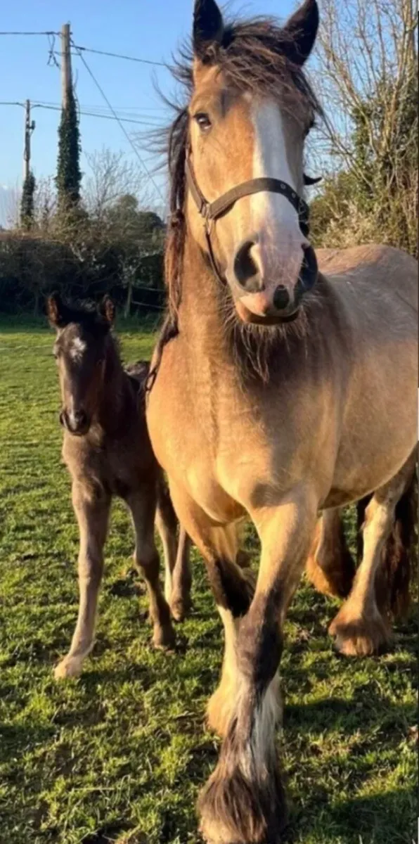 Elegant Cob mare and foal *must be sold together - Image 1