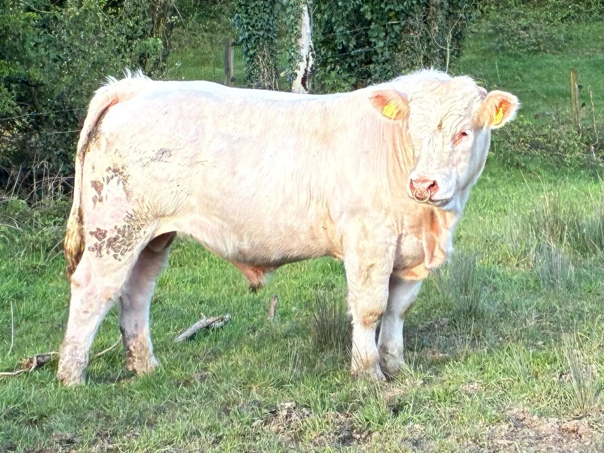 Charolais  bull - Image 1