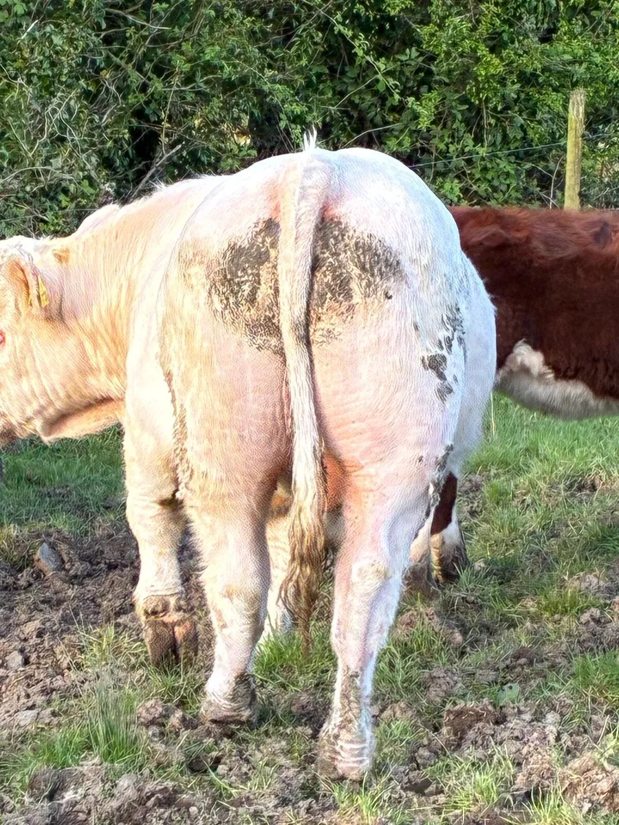 Charolais  bull - Image 2