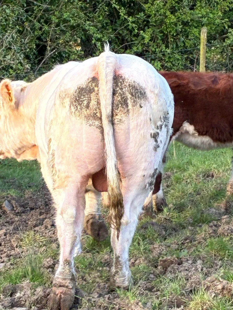 Charolais  bull - Image 3