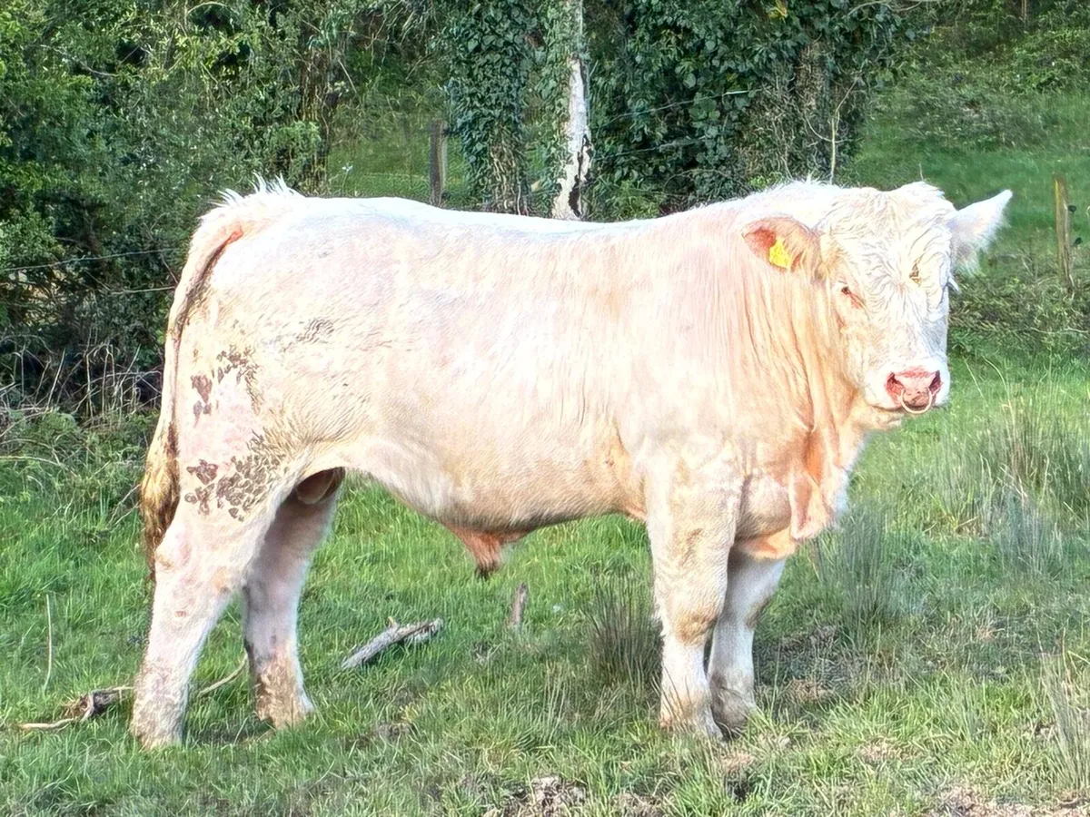 Charolais  bull - Image 4