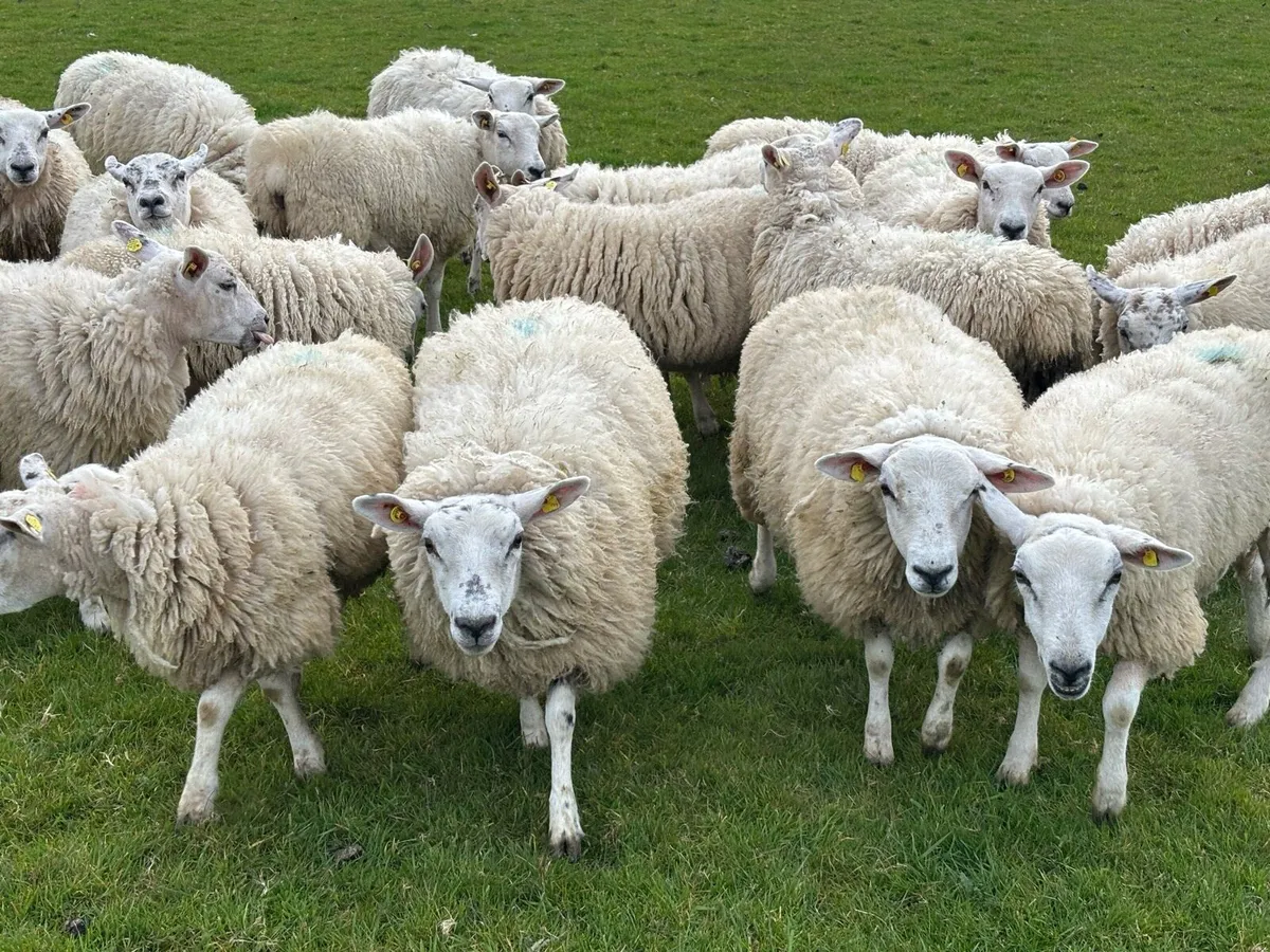 Quality Texel x Mule Ewe Hoggets - Image 3