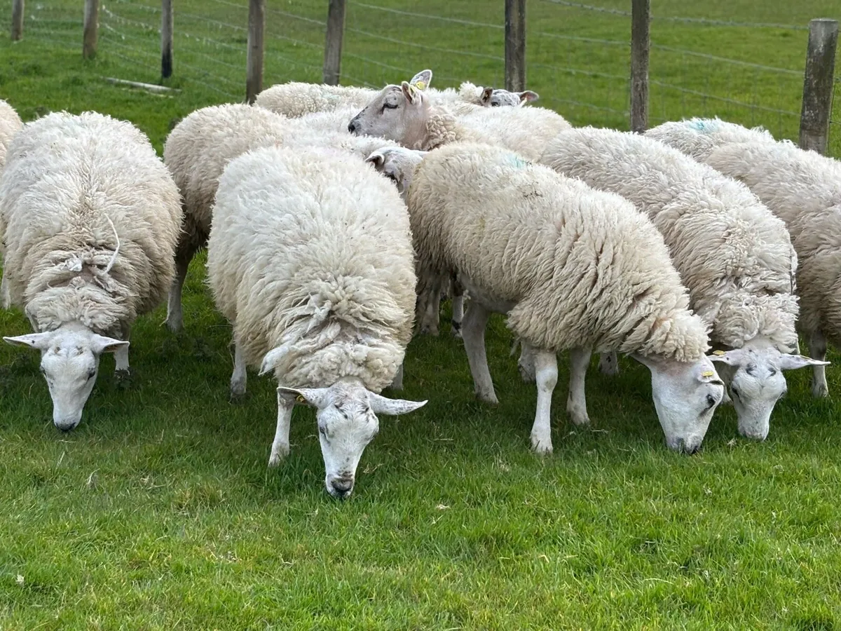 Quality Texel x Mule Ewe Hoggets - Image 4