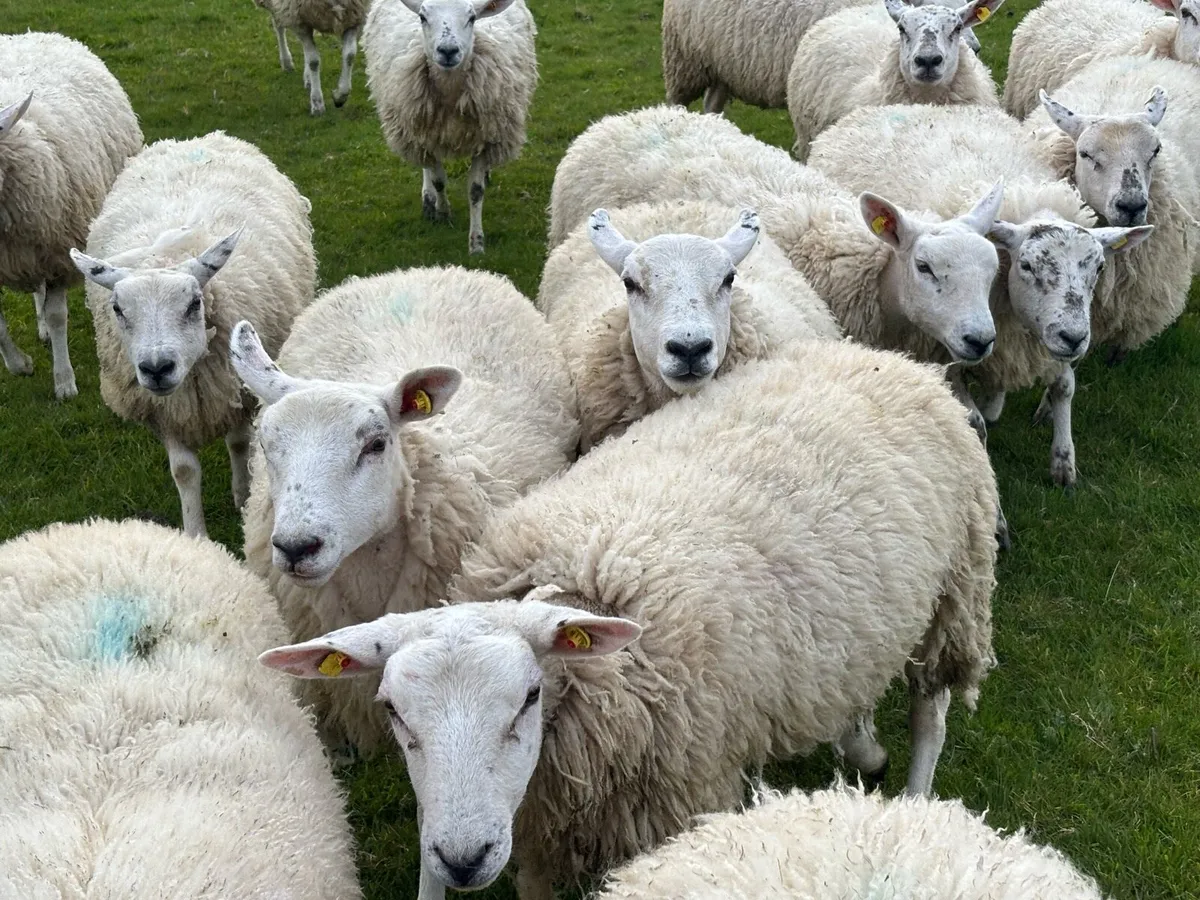 Quality Texel x Mule Ewe Hoggets - Image 2