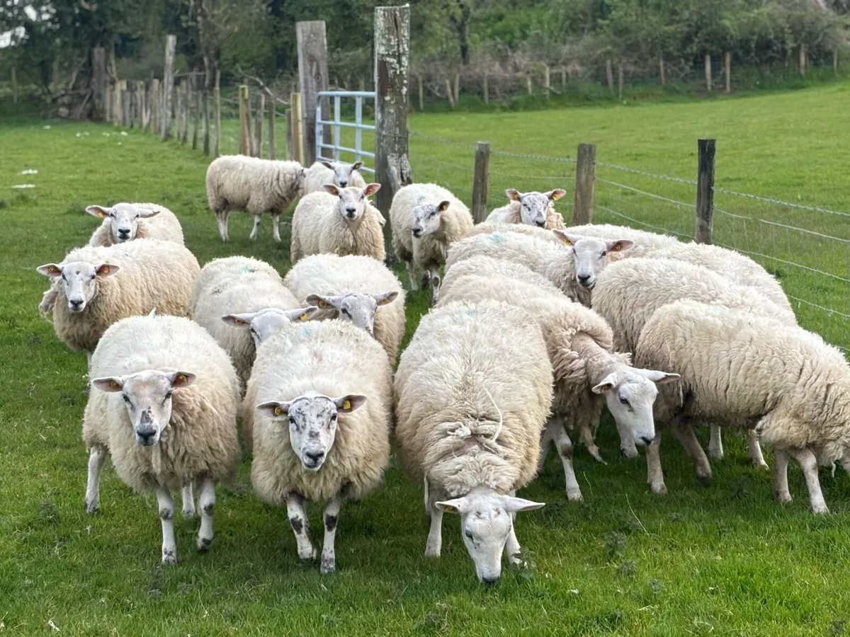 Quality Texel x Mule Ewe Hoggets - Image 1