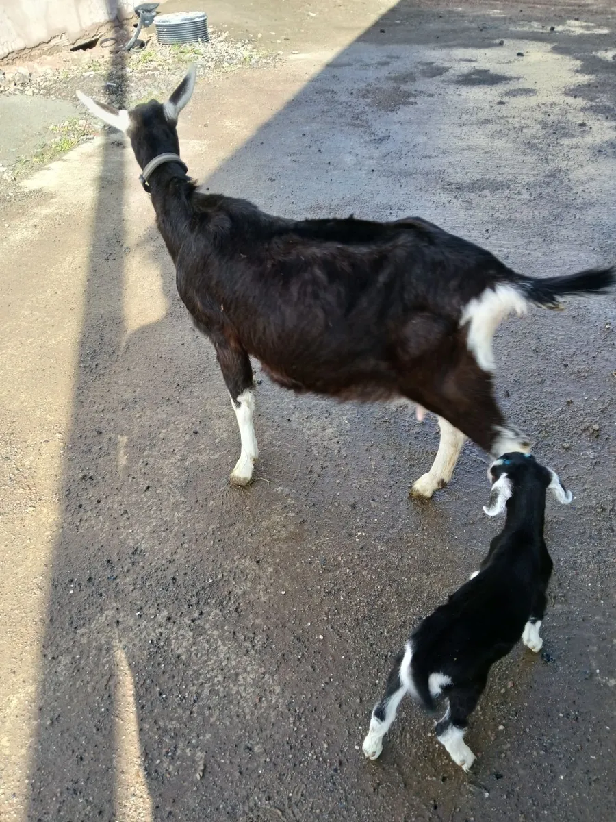 Goat - Image 3