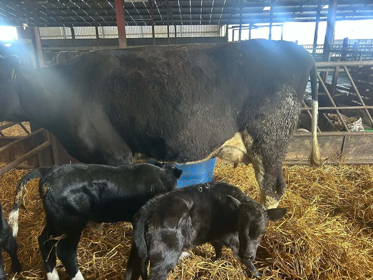 FR Suckler with 2 AA MALE Calves - Image 2
