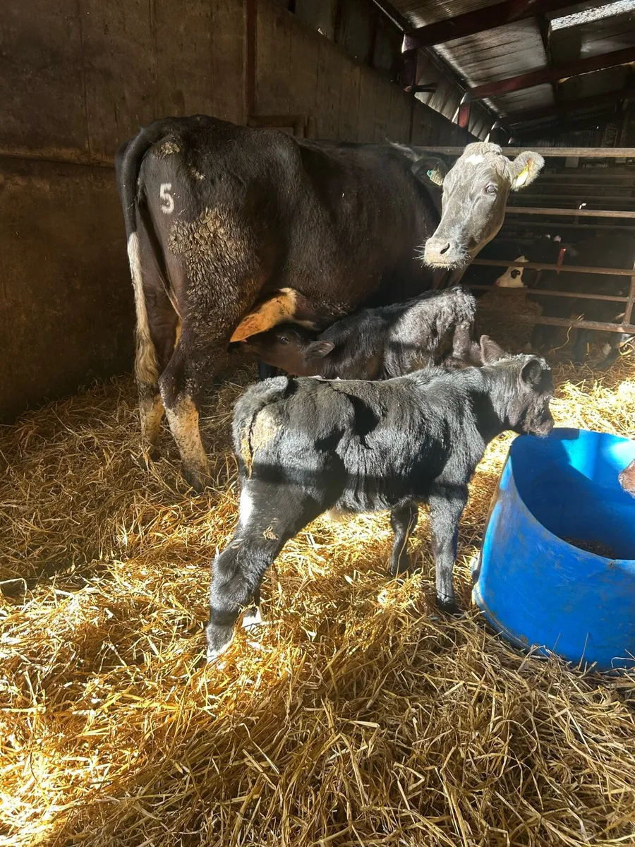 FR Suckler with 2 AA MALE Calves - Image 3