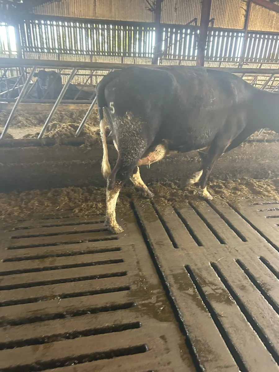 FR Suckler with 2 AA MALE Calves - Image 1