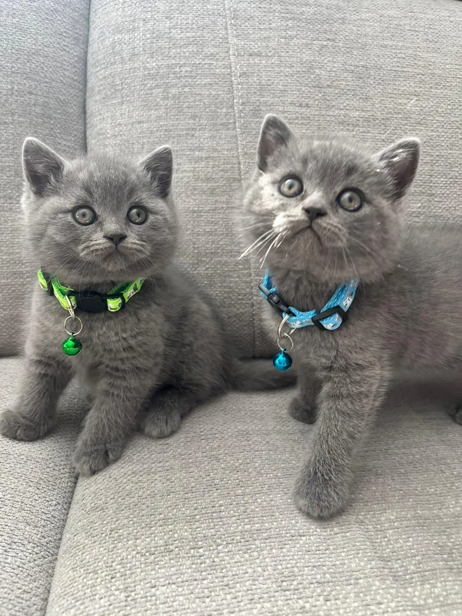 British shorthair kittens - Image 4