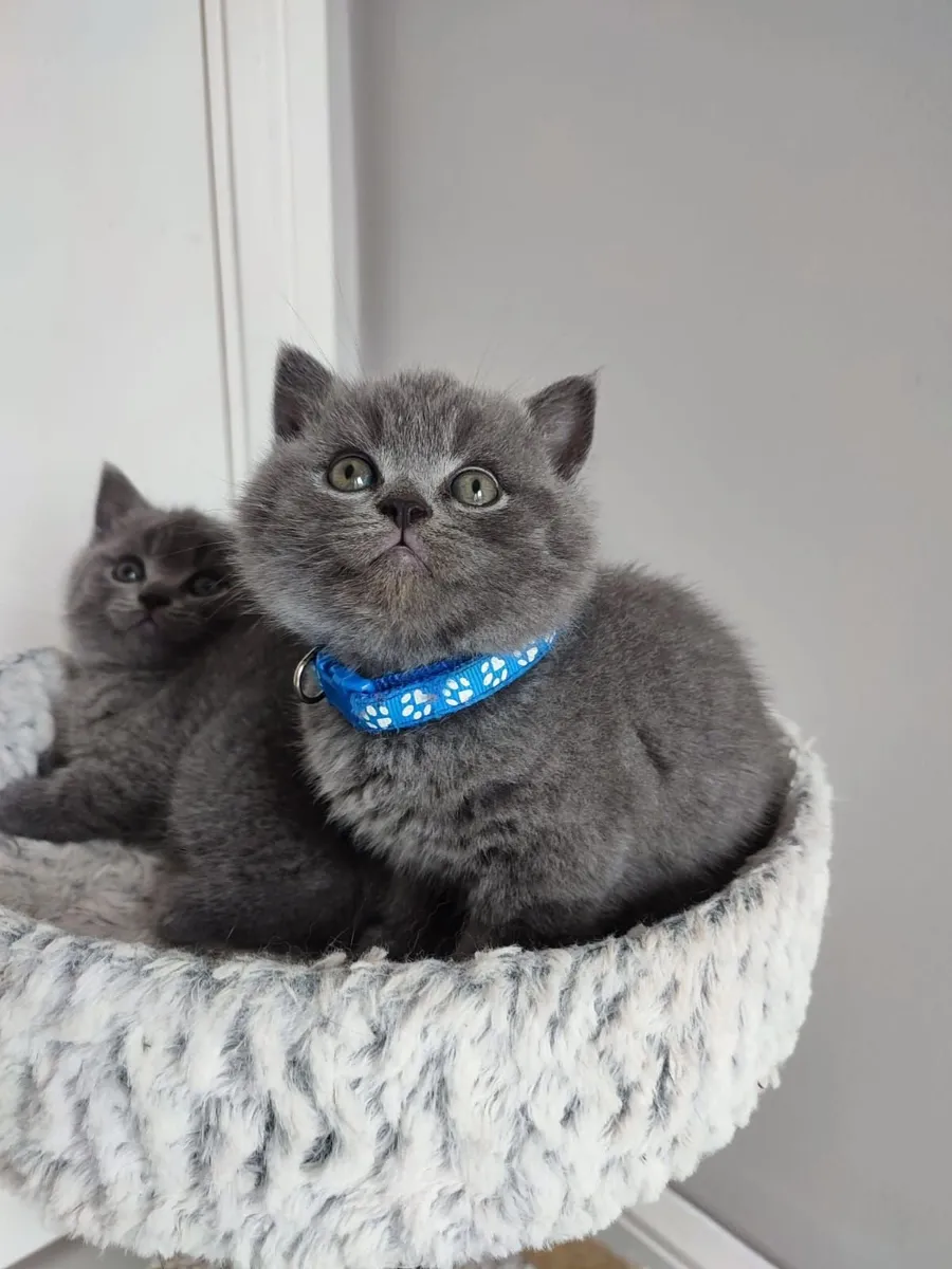 British shorthair kittens - Image 2
