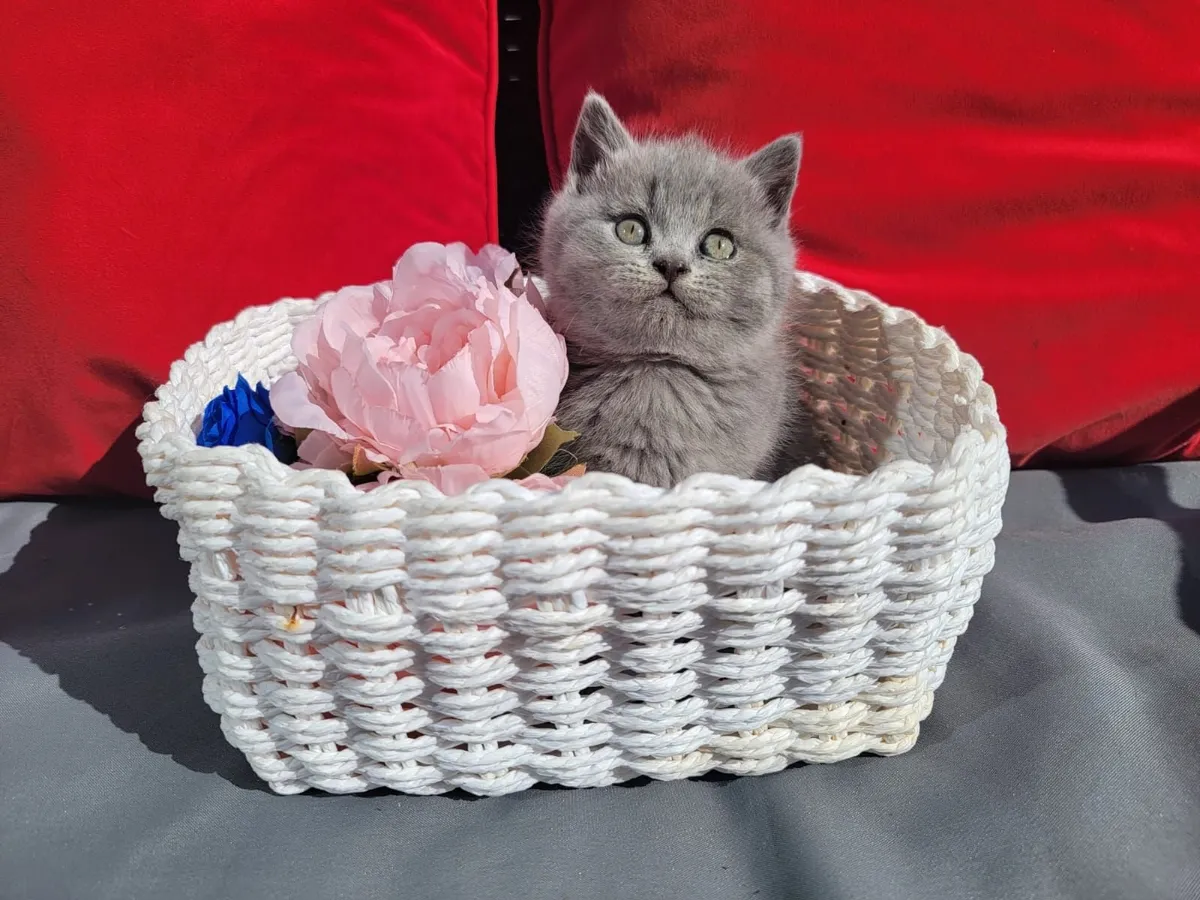 British shorthair kittens - Image 3