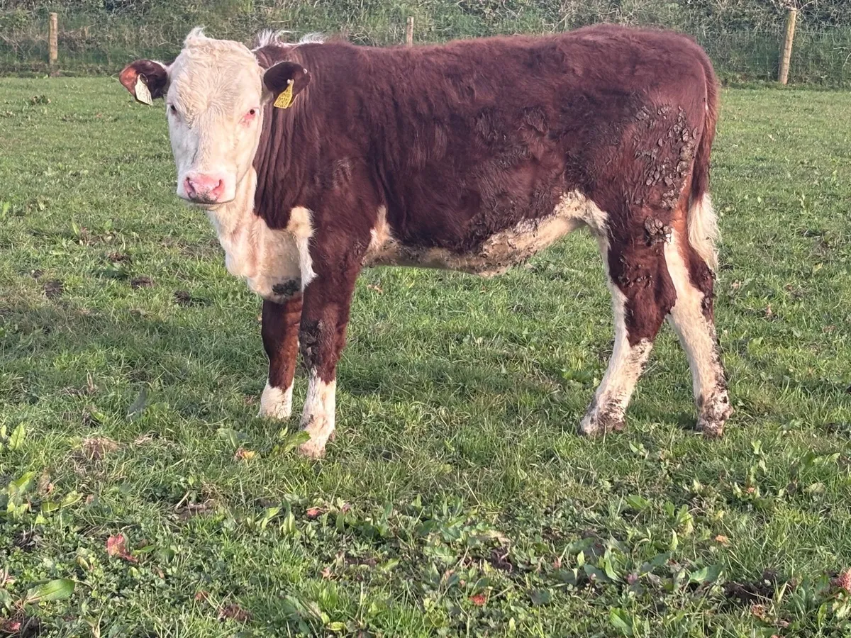 P.B.R hereford heifer for sale - Image 3