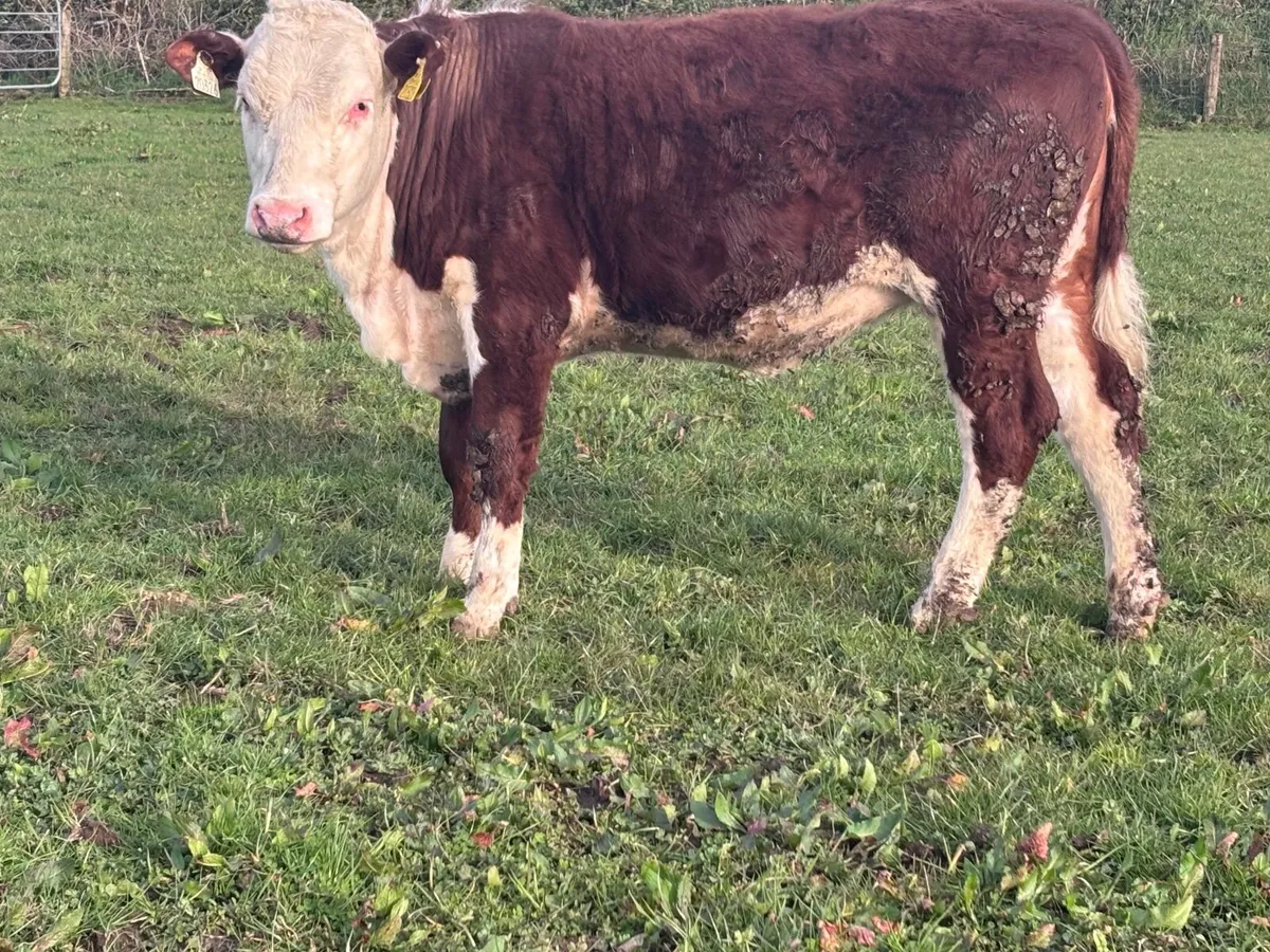 P.B.R hereford heifer for sale - Image 4