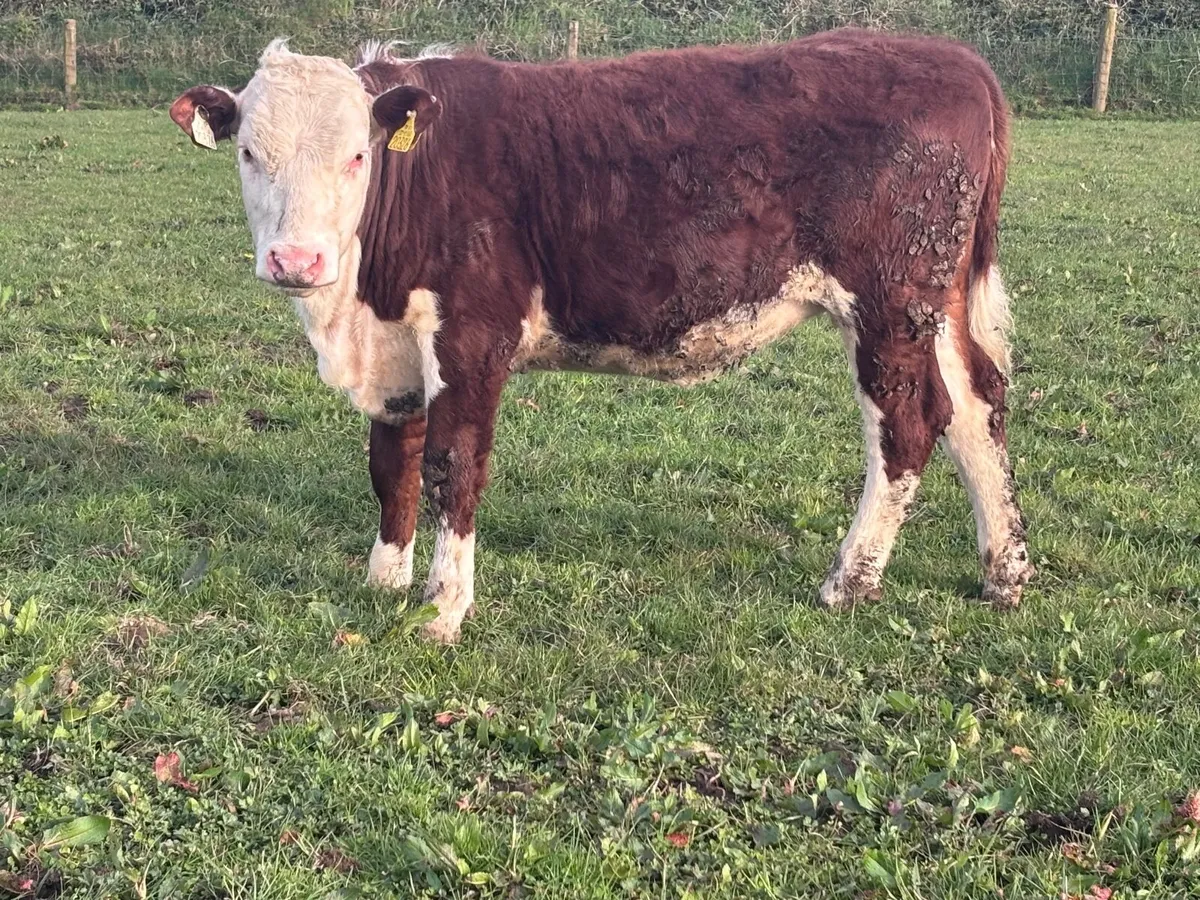 P.B.R hereford heifer for sale - Image 2
