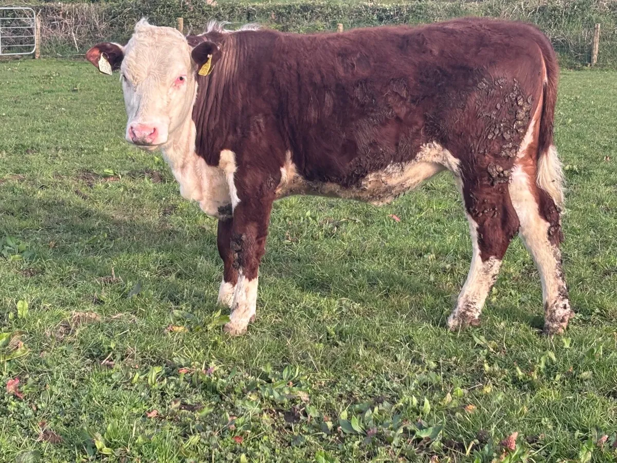 P.B.R hereford heifer for sale - Image 1
