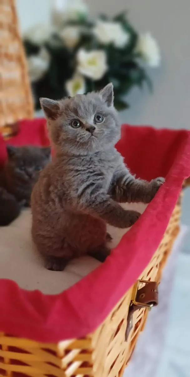 British shorthair kittens - Image 1