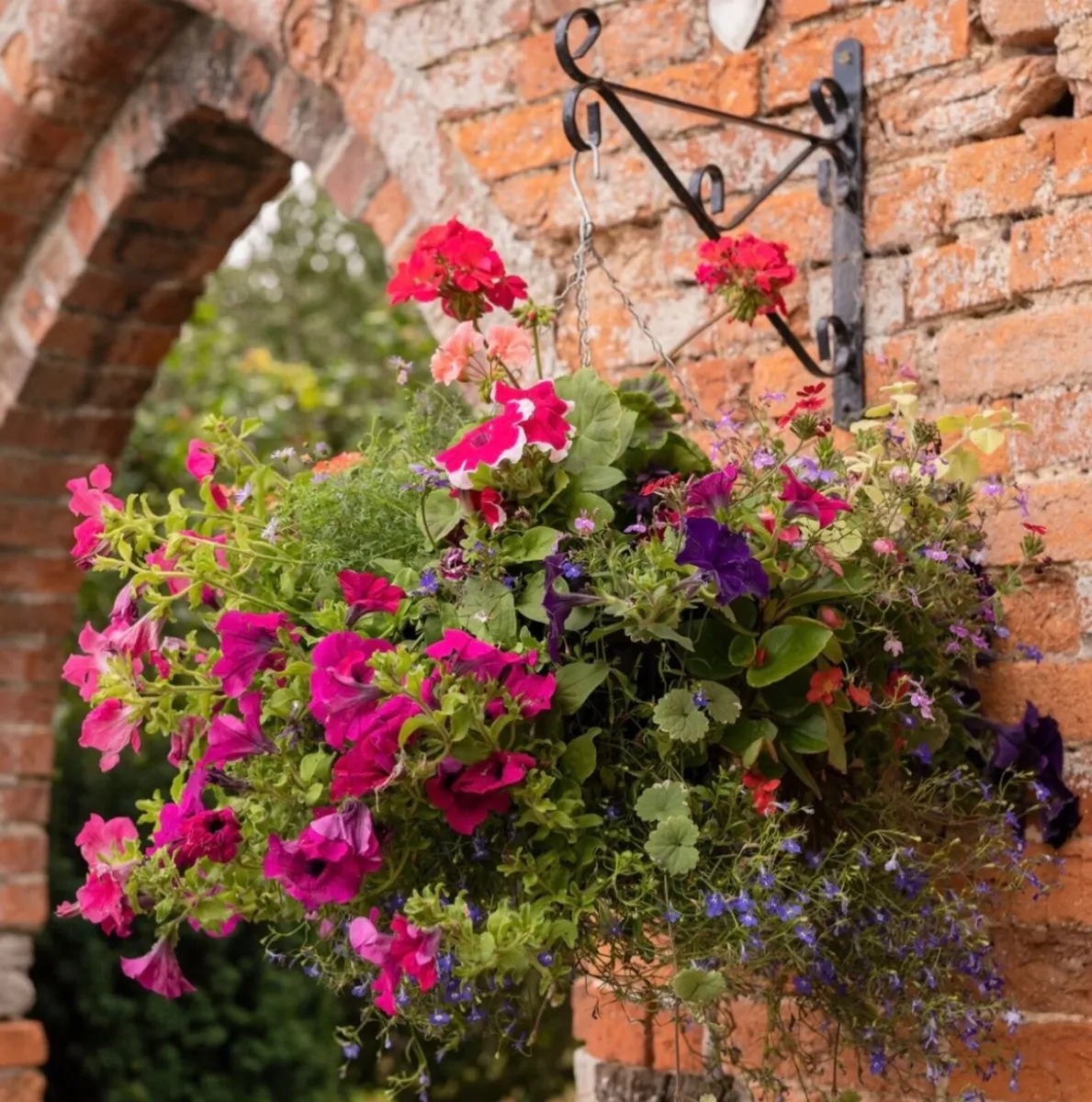 Hanging Baskets - Image 2