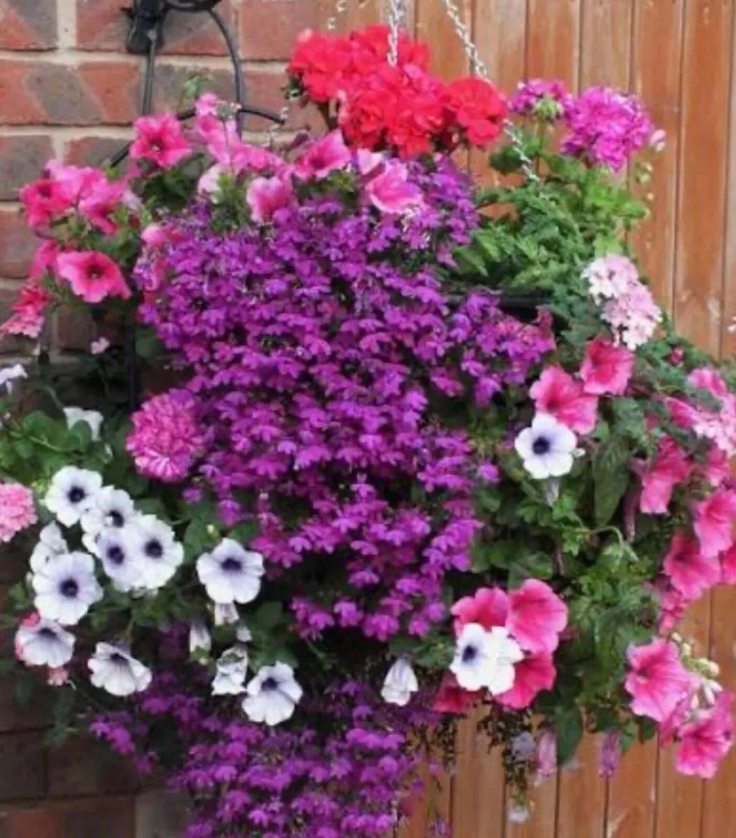 Hanging Baskets - Image 1
