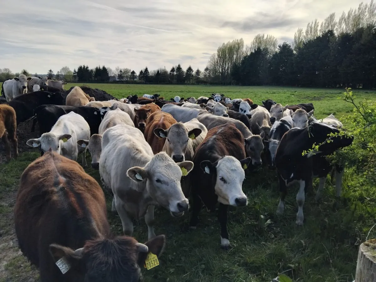 Heifers - Image 2