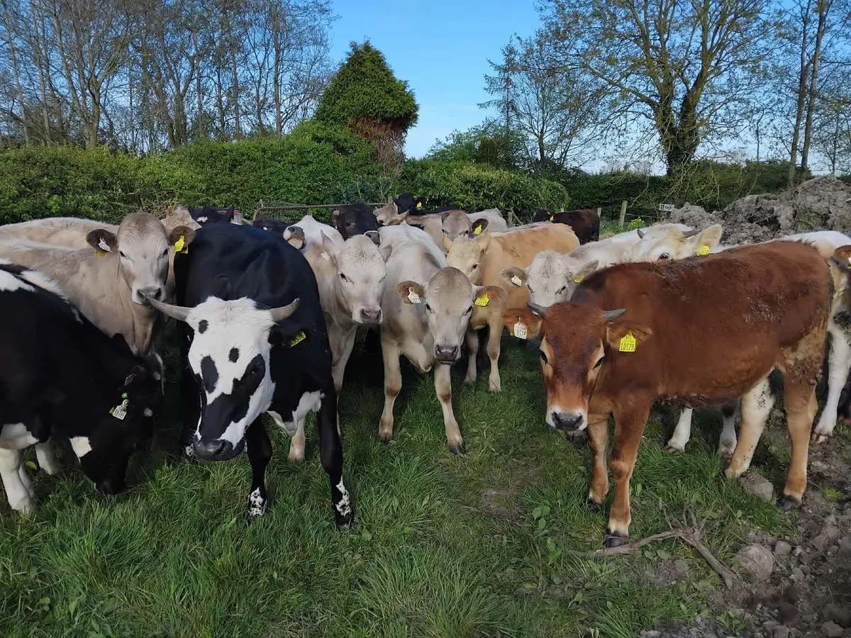Heifers - Image 1