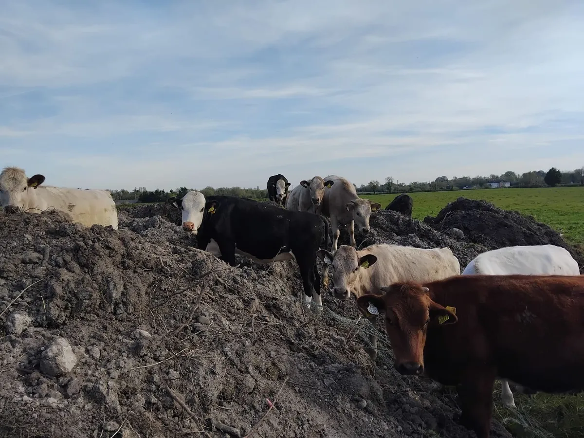 Heifers - Image 4