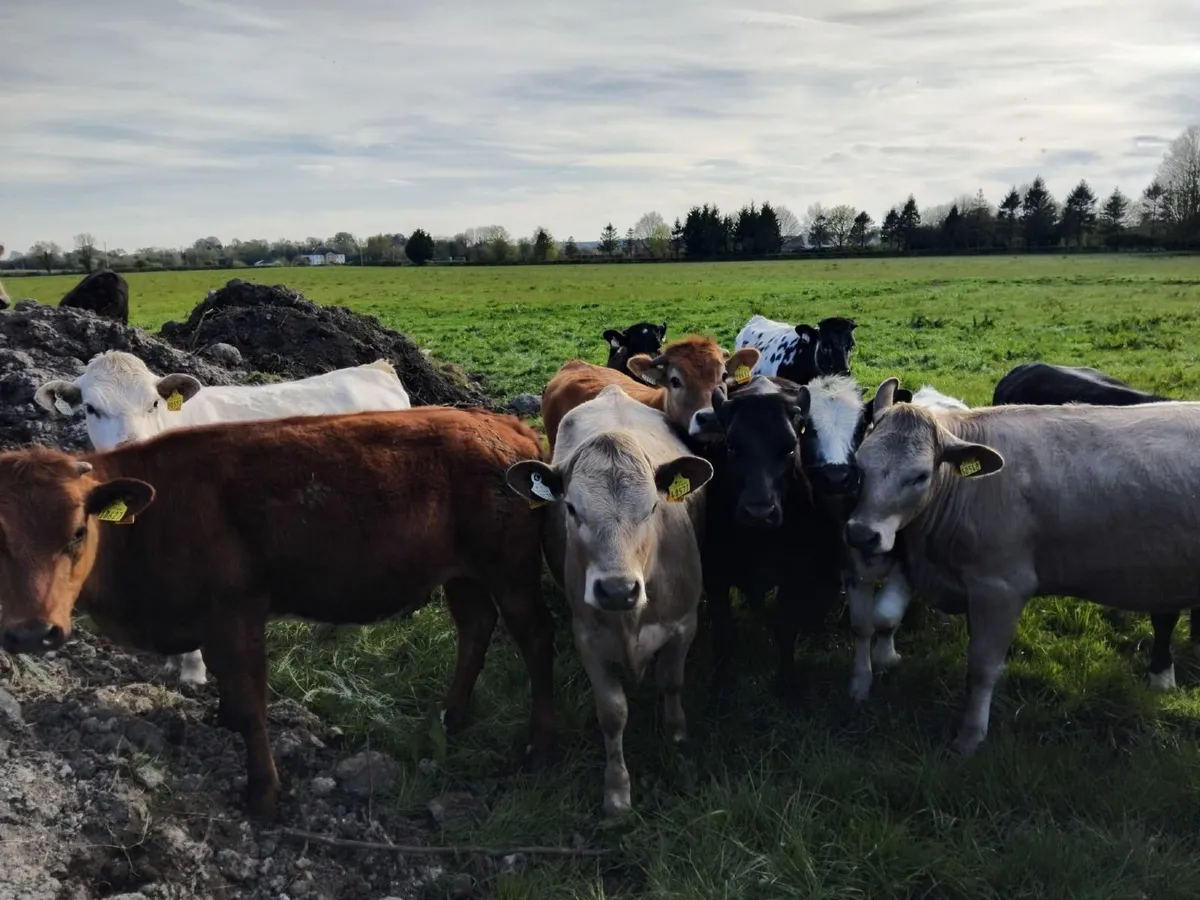 Heifers - Image 3