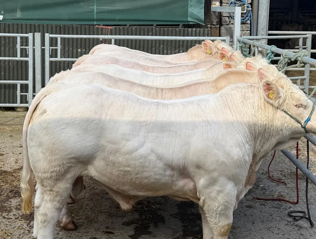 Charolais Bull - Image 1
