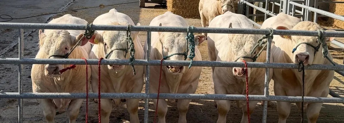 Charolais Bull - Image 2