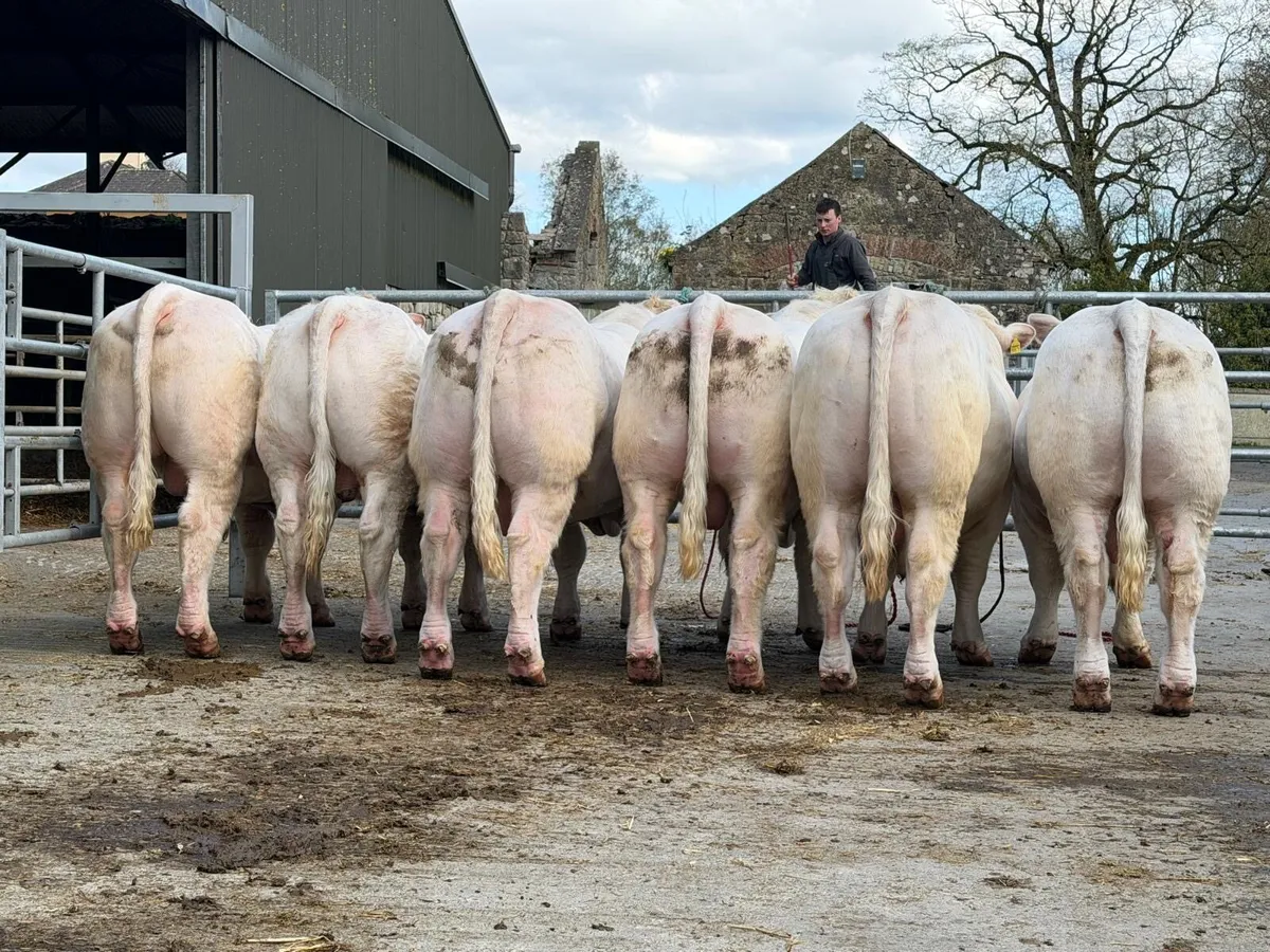 Charolais Bull - Image 3