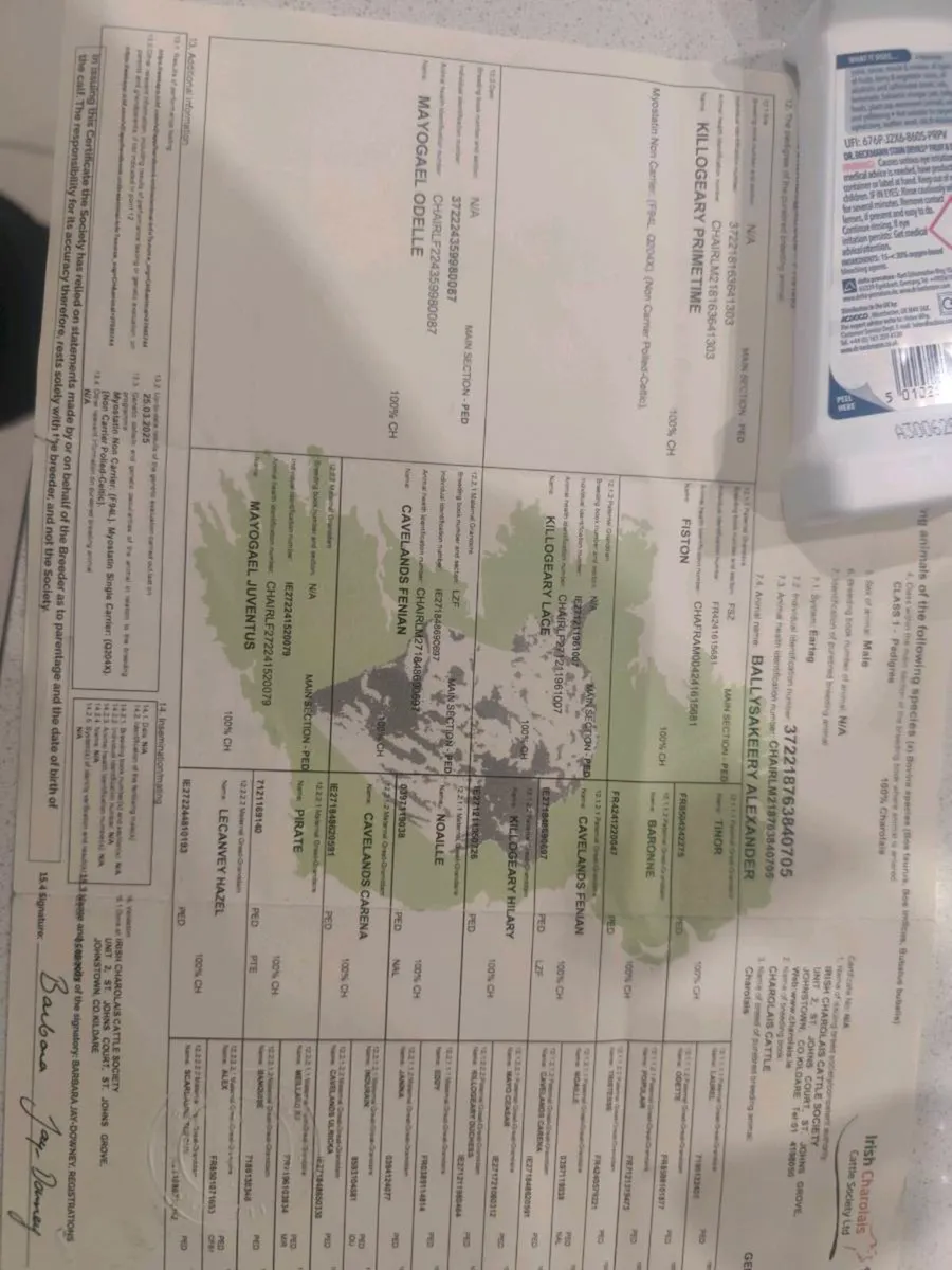 Pedigree Charolais Bull ⭐⭐⭐⭐ - Image 3