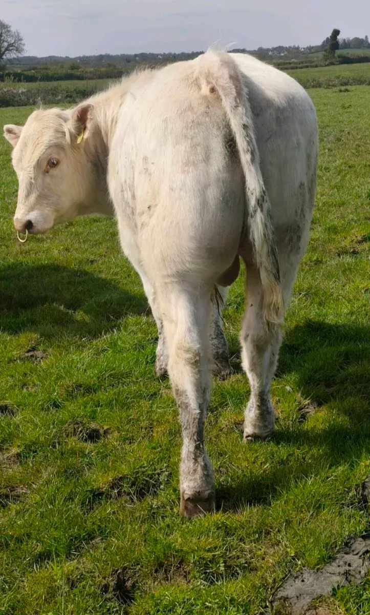 Pedigree Charolais Bull ⭐⭐⭐⭐ - Image 4