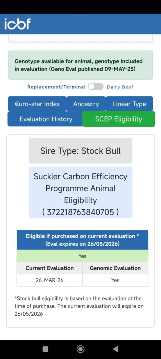 Pedigree Charolais Bull ⭐⭐⭐⭐ - Image 2