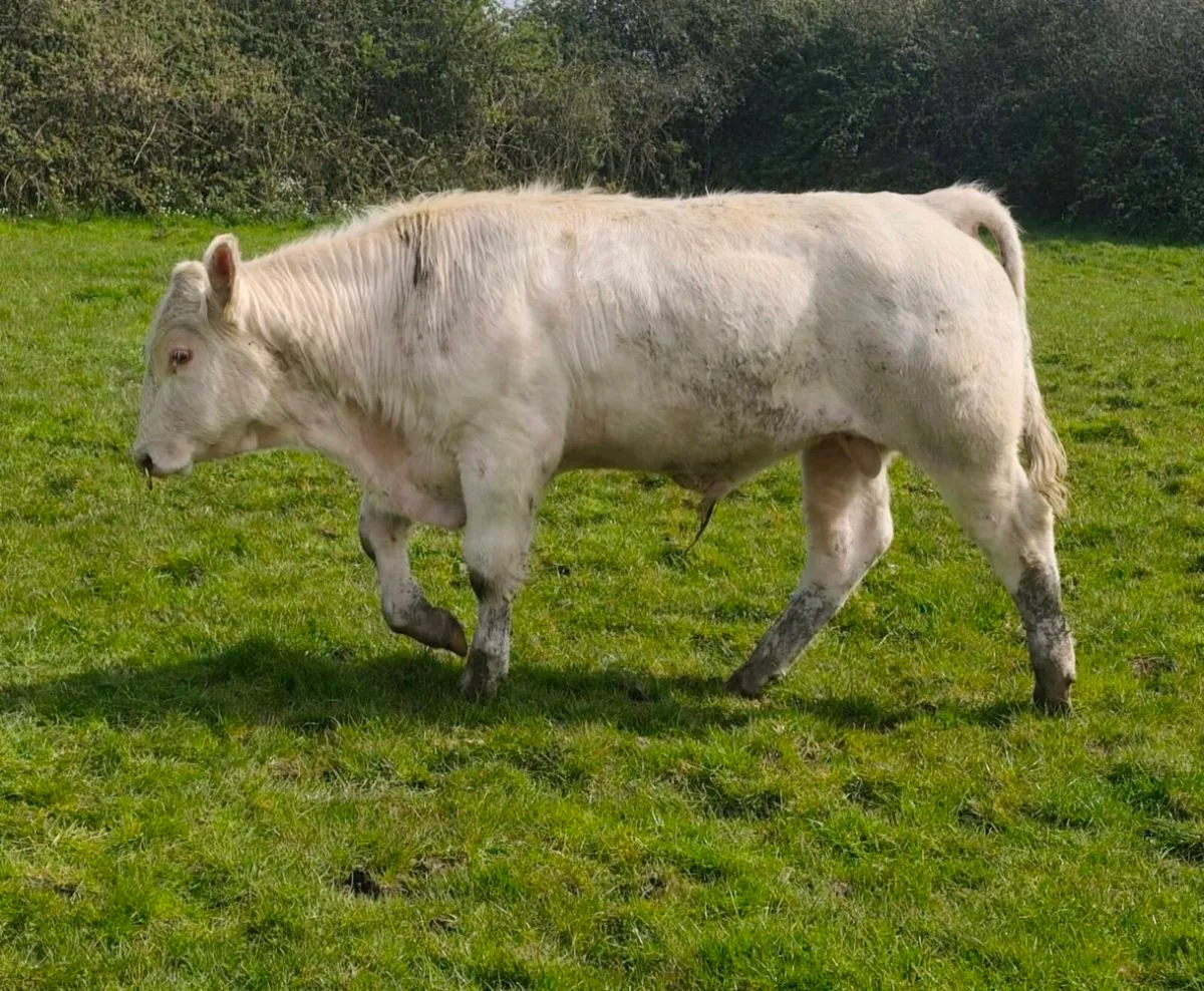 Pedigree Charolais Bull ⭐⭐⭐⭐ - Image 1