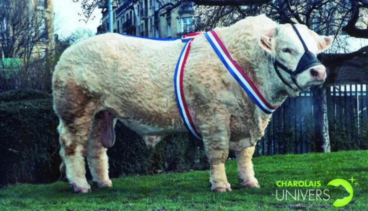 Charolais Bull – By Major – Goldstar Echo Dam - Image 2