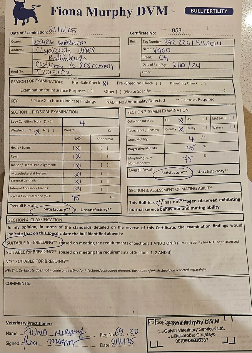 Charolais Bull – By Major – Goldstar Echo Dam - Image 4