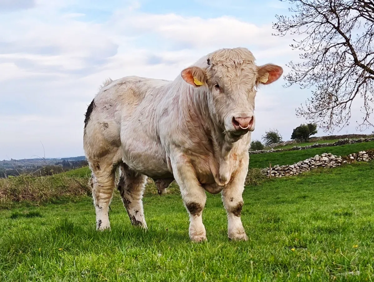 Charolais Bull – By Major – Goldstar Echo Dam - Image 3