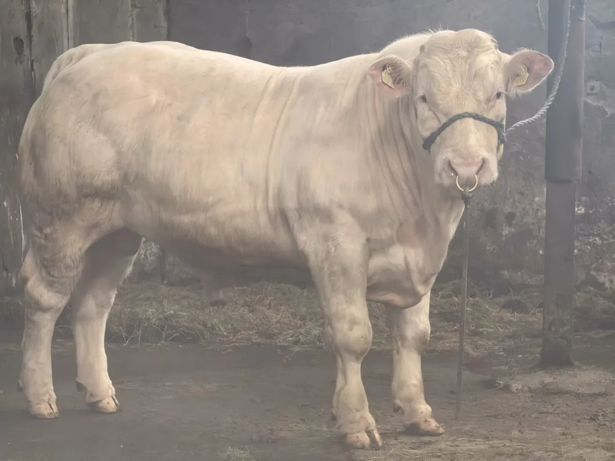 Pedigree Charolais Bull - Image 4