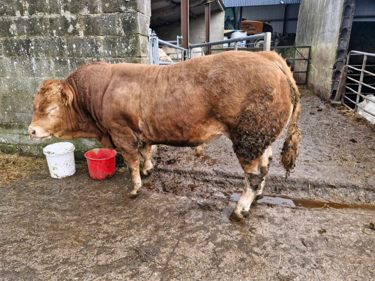 Limousin Bull - Image 1